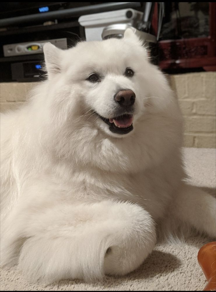 Kaya lays on the ground with one of her favorite toys. She's flashing her famous Samoyed smile and has one front paw tucked daintily away.
