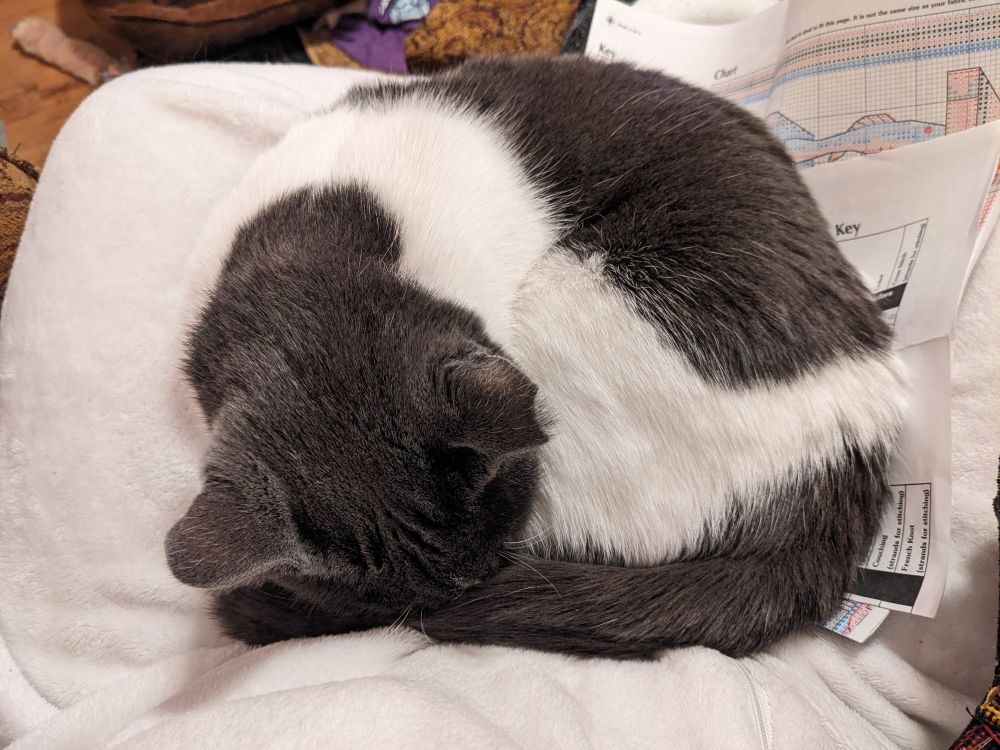A gray and white cat curled up in my lap, sitting on top of my cross stitch guide. 🥲