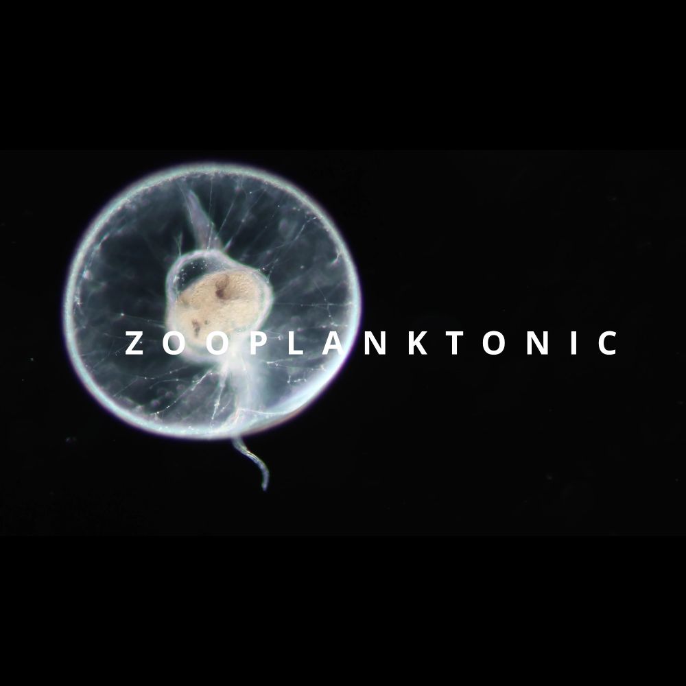 ZOOPLANKTONIC - plankton diversity