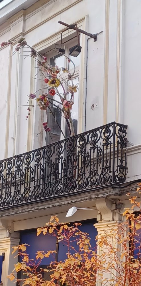 Une photo d'un balcon d'un immeuble rouennais. Une branche d'arbre fleurie y apporte une touche de poésie de Noël
Rue des Basnages - Rouen
05 décembre 2025