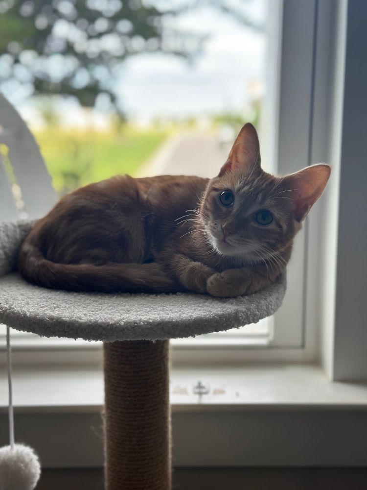 A ginger kitten sitting on a cat perch in front of a window in a pottery studio 