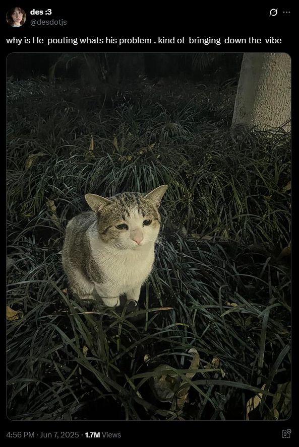 a very sad looking cat in some long grass. 
the image is captioned "why is He  pouting whats his problem . kind of  bringing  down the  vibe" 
