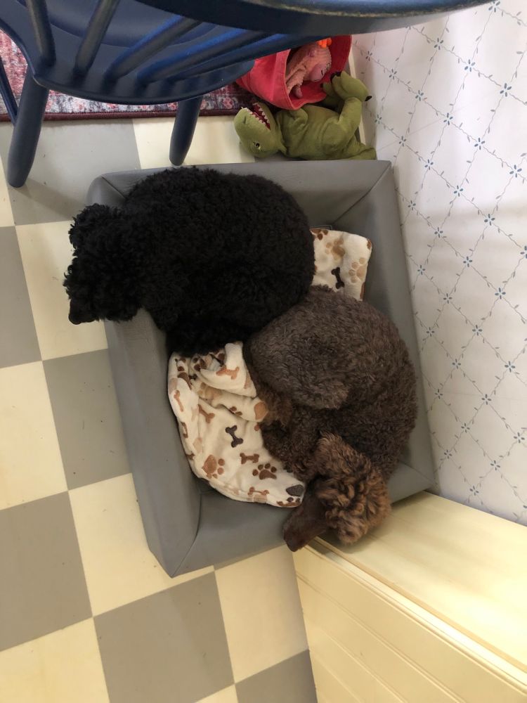 Här sover de två pudlarna i samma säng i köket. 