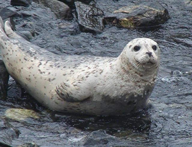 A harbor seal lounging on coastal rocks 