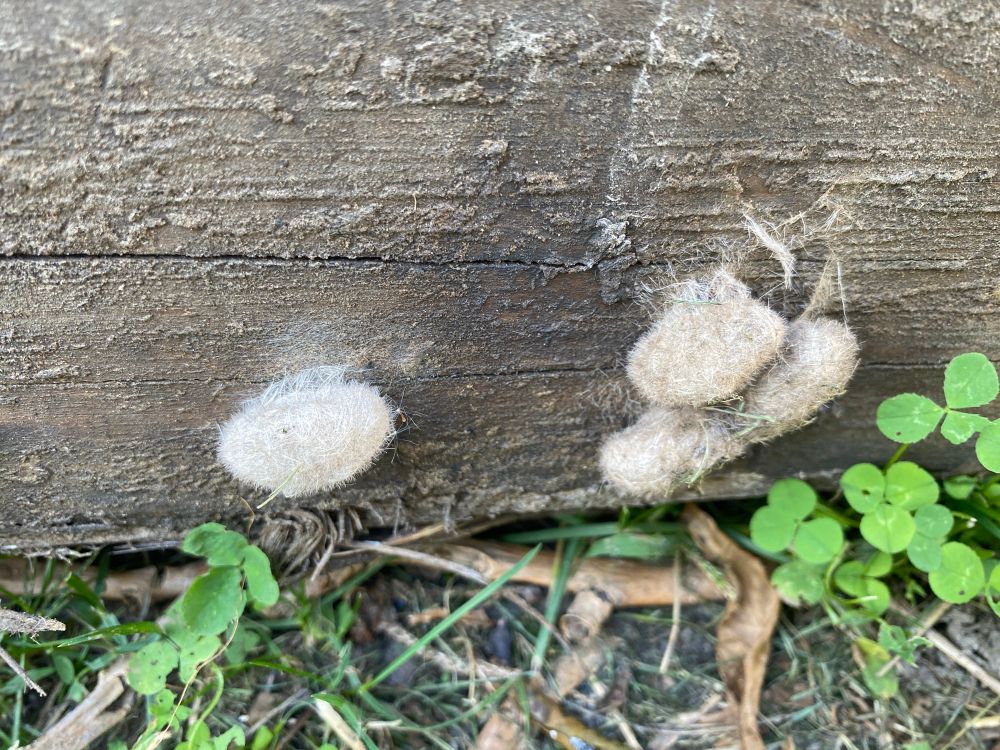 Hickory tussock moth cocoons on a 6x6 wood post that is laying on the yard. The cocoons look like whitish beige lint balls but contain tiny hairs with stinging venom. SW Ont, Oct 5.25