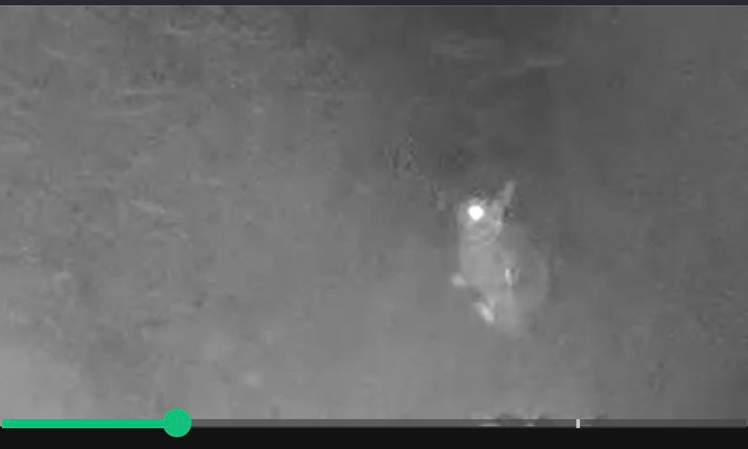 A grey scale infrared camera image of a wild rabbit with glowing eyes (because of the ir) and ears sticking straight up. Looks smaller than the ones I normally see, so maybe a juvenile? 