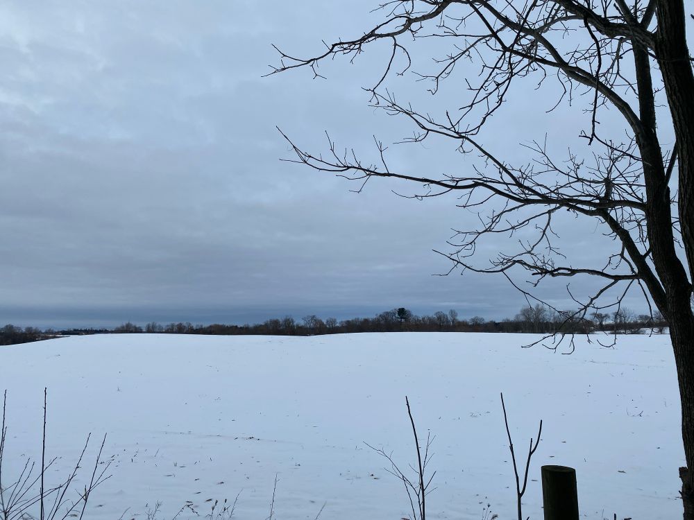 A farmers field covered in a fresh layer of white snow, in the distance the field is bordered with a mix of trees (indistinguishable from this distance). In the foreground the top of a fence post and some brush. A darkened tree without leaves is on the right edge of the frame. The sky is white with clouds