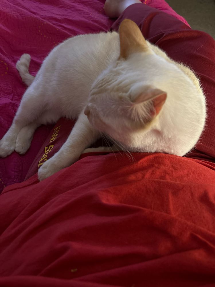 looking down at my flamepoint siamese cat laying half on my lap, looking away. I am wearing a plain red shirt with red iowa state sweatpants 