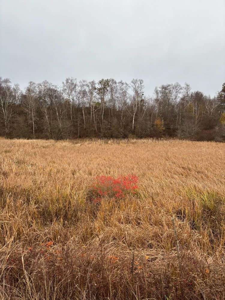 Autumn view of bare trees, brown grasses and a bright red berry bush
