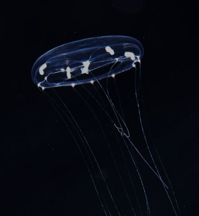 Clytia hemisphaerica - medusa stage
