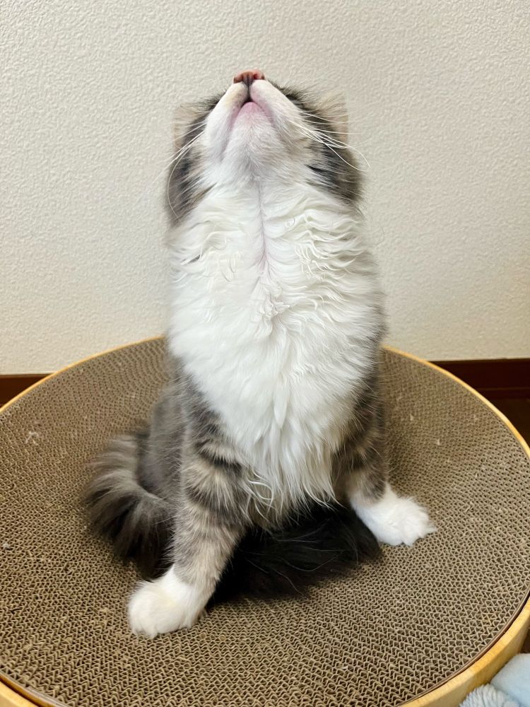 母がおもちゃを持ってきたのを見上げている様子です