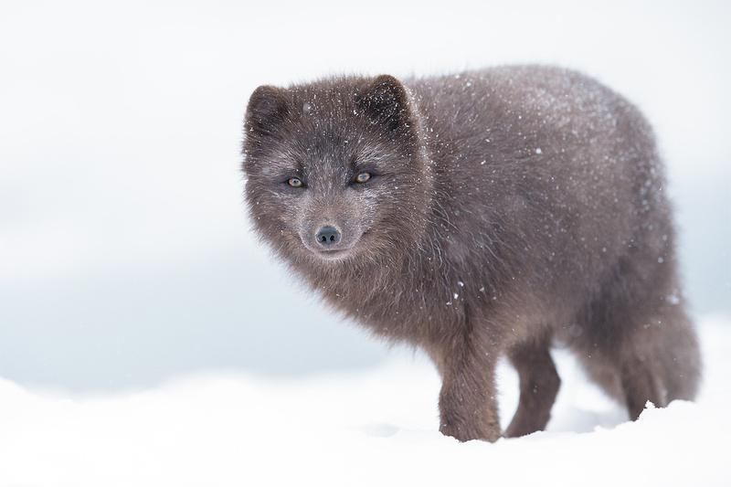 Image of a Blue Morph Arctic fox in the snow. It appears to have a bit of a grin as it stares at the camera