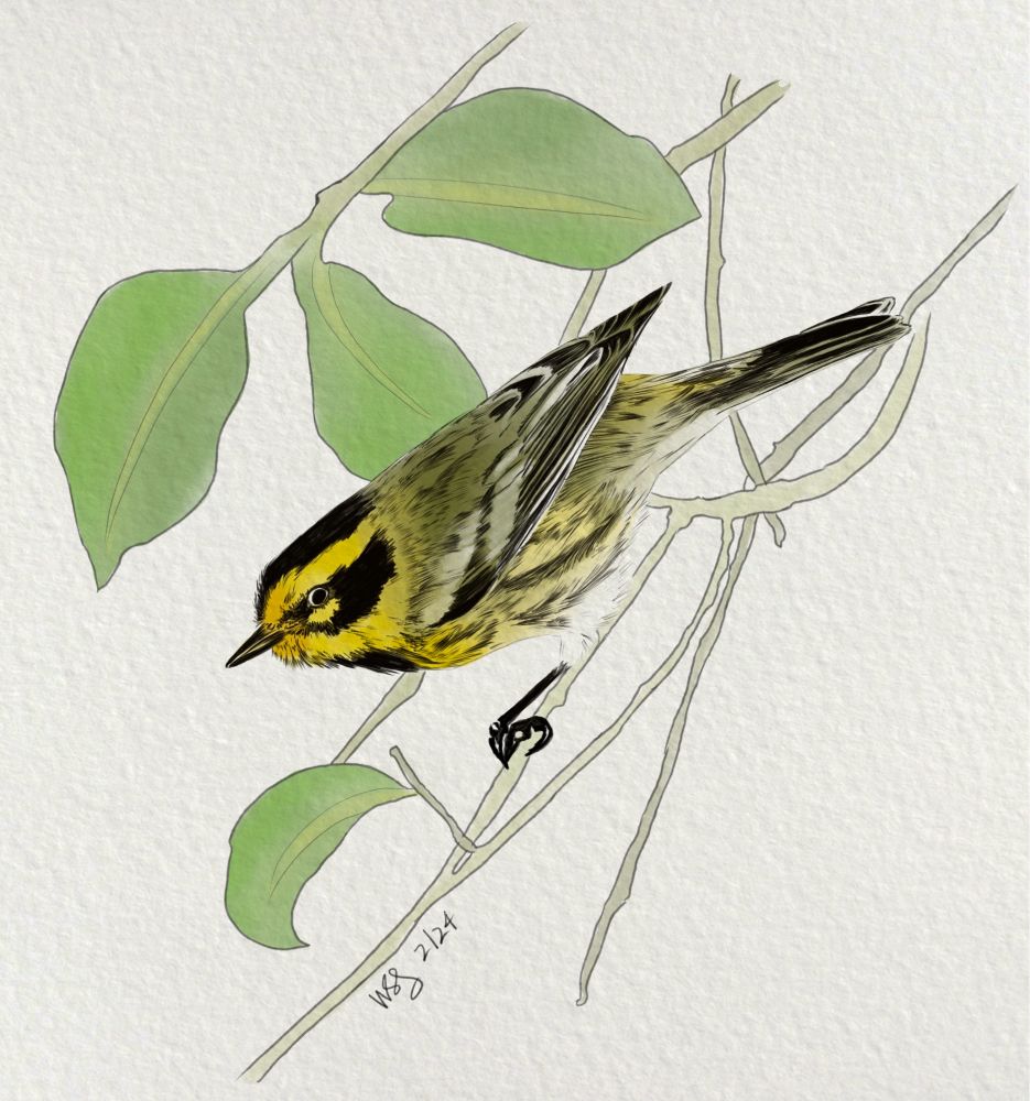 Small yellow bird with black markings, perched on a thin branch.