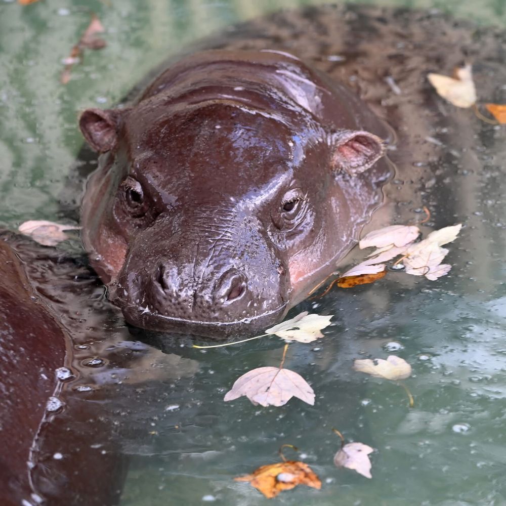 Poppy is 11 months old!  Pygmy hippo Moo Deng 