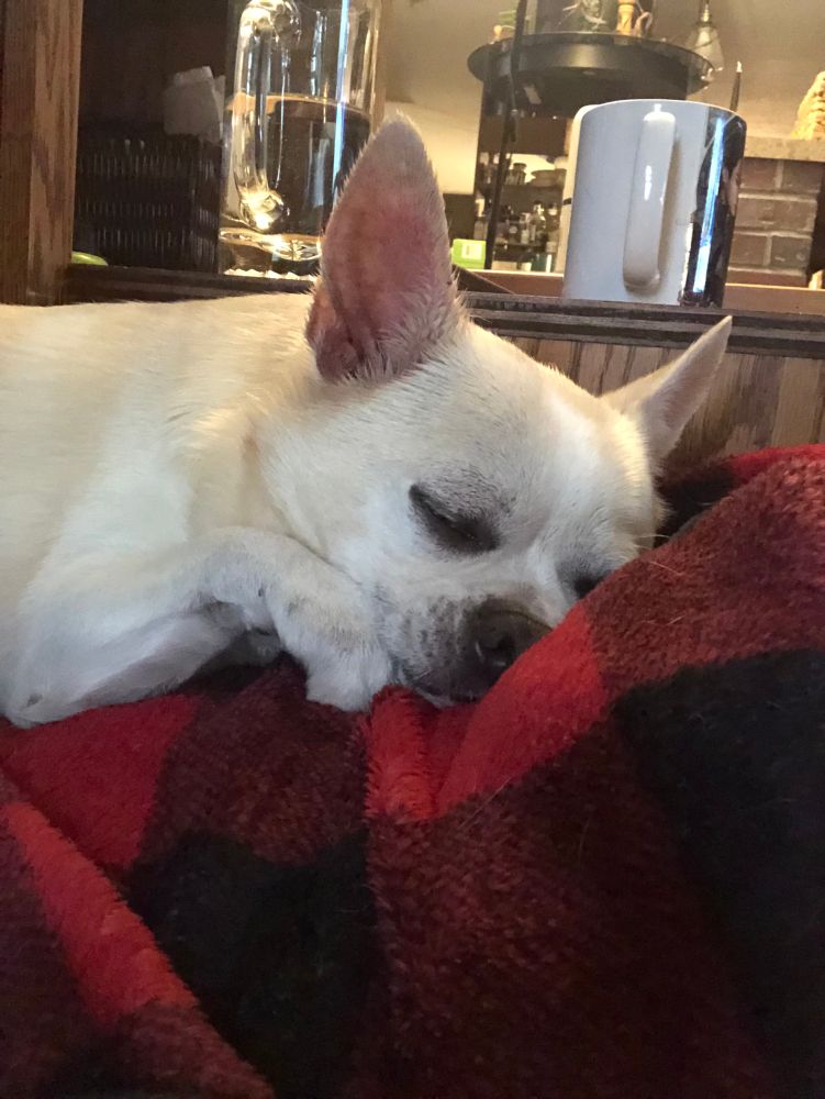 Jared chihuahua dog nap siesta