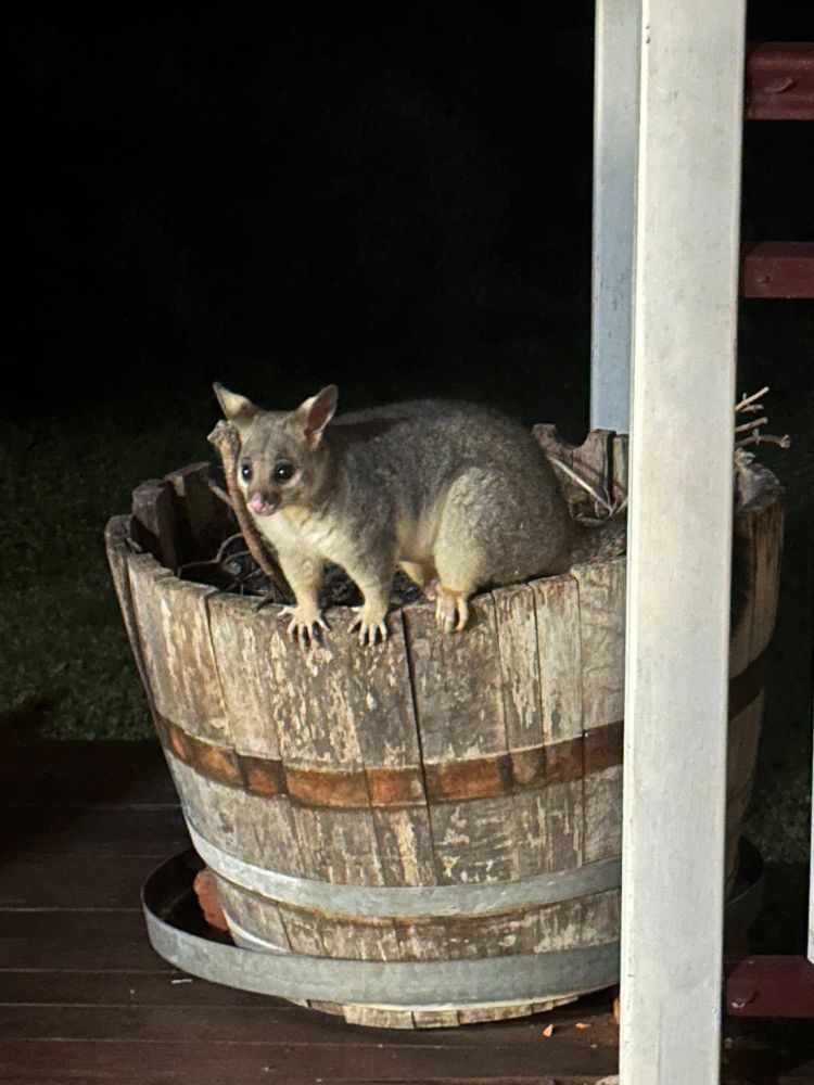 Possum opossum Australia 