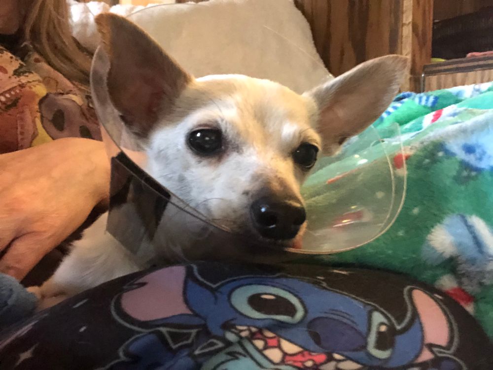 Luke chihuahua Italian greyhound Iggy rescue
Senior surgery dog