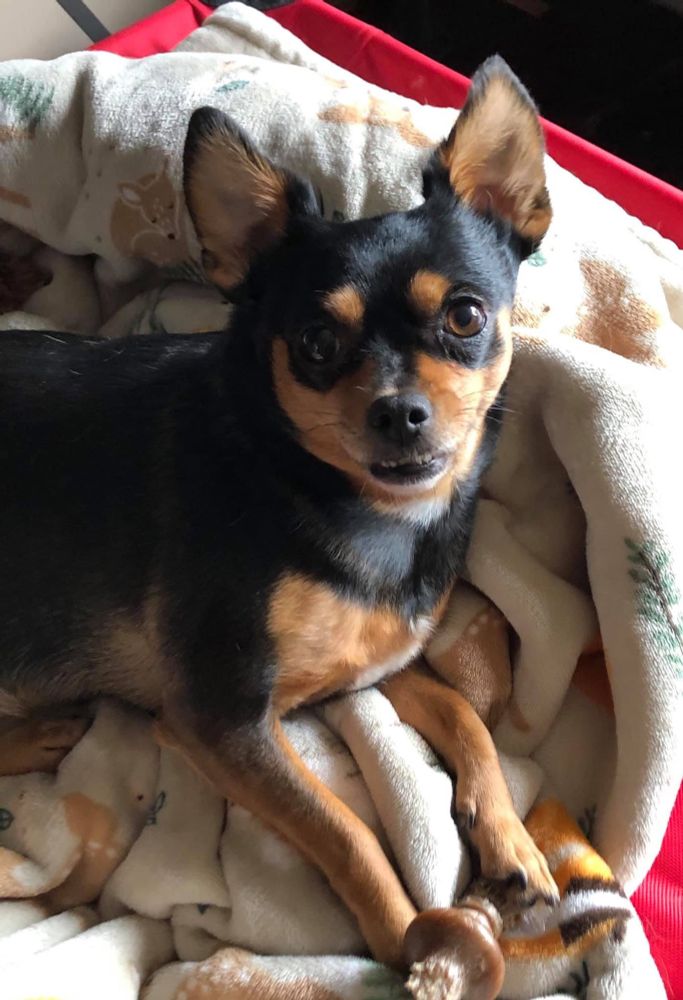 Betty chihuahua mix Min pin rescue dog