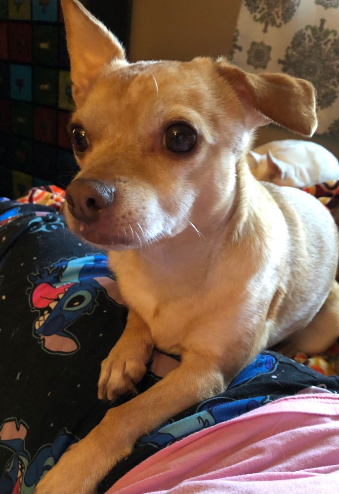 Bella chihuahua rescue chiweenie dog 