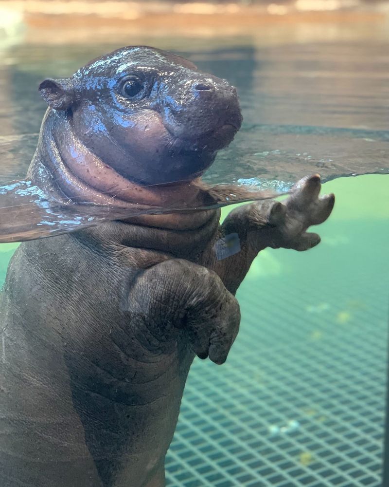 Mars going for a swim Pygmy hippo Moo Deng