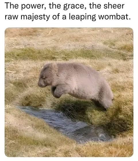 Wombat leaping animal cute