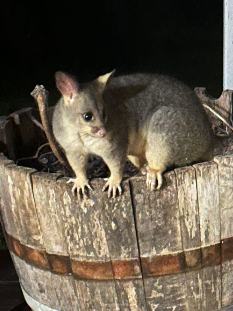 Possum opossum Australia
