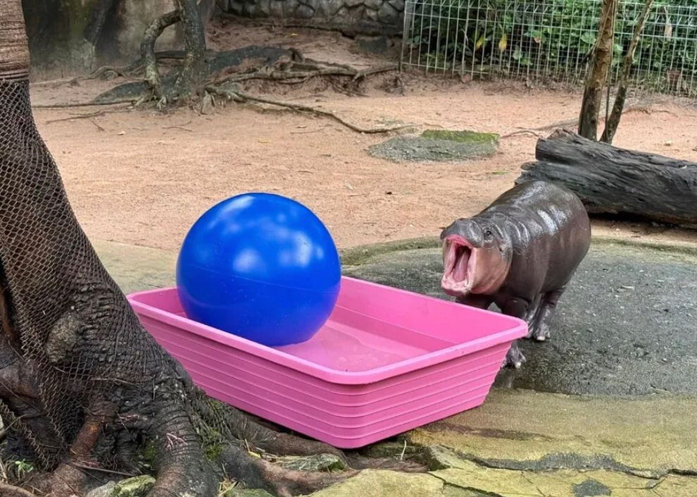 Moo Deng Pygmy hippo ball play tub