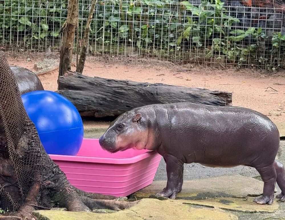 Moo Deng Pygmy hippo ball tub play