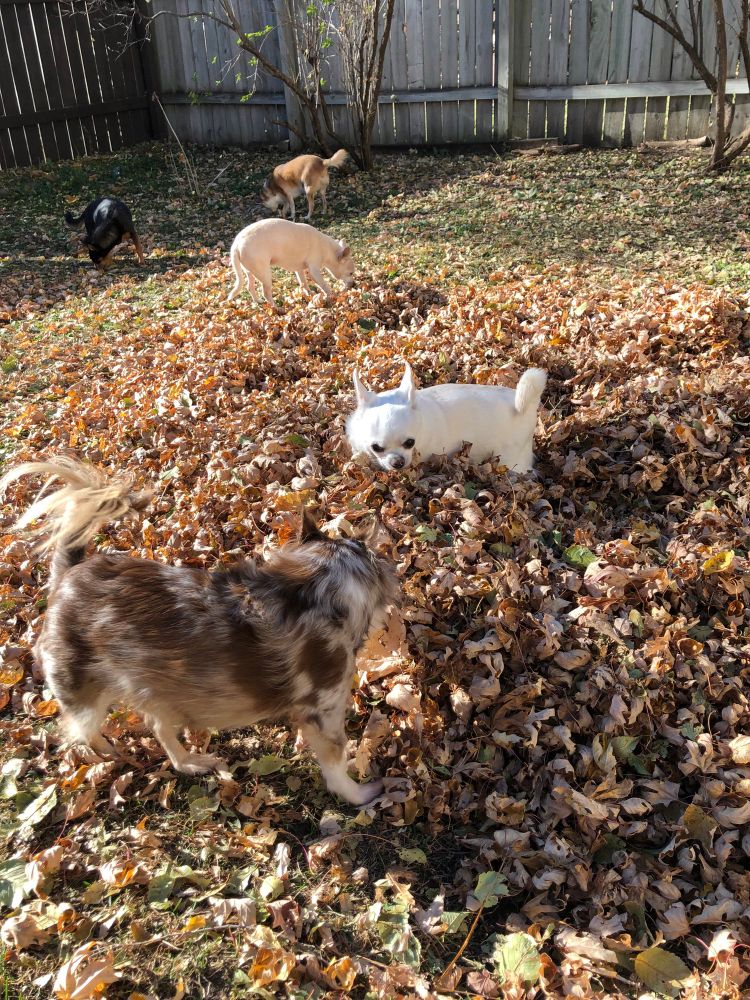 Chihuahua dog rescue leaves autumn fall