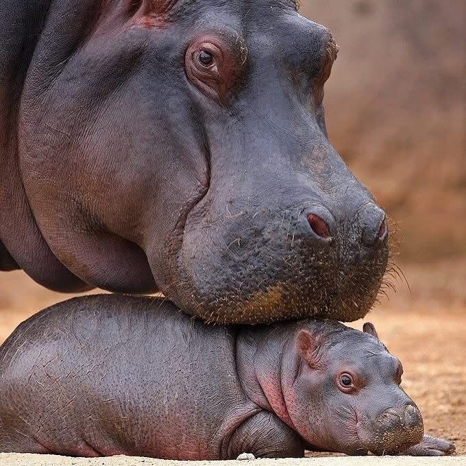 Fiona baby hippo animal Moo Deng