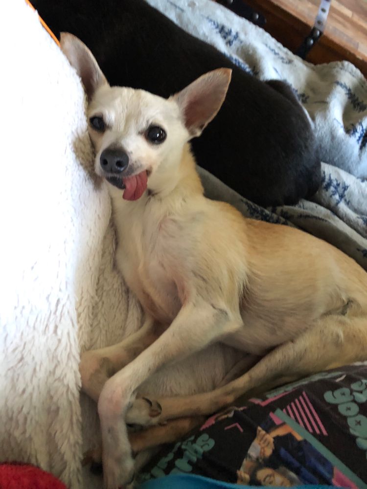 Luke chihuahua Italian greyhound mix rescue dog senior derp 