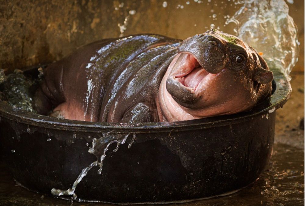 Moo Deng Pygmy hippo bath
