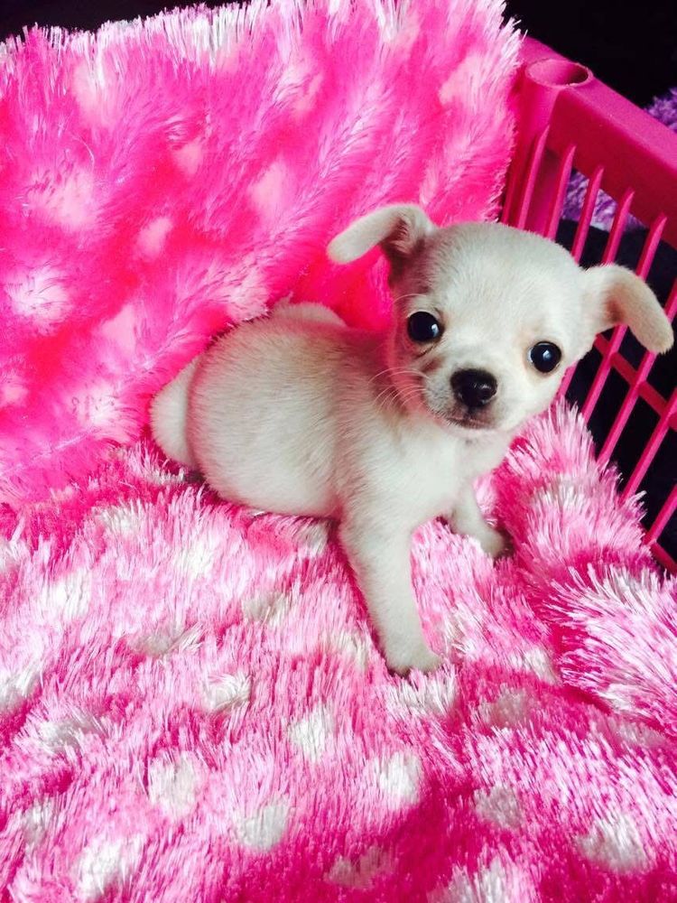 Violet chihuahua dog puppy happy birthday she is 9