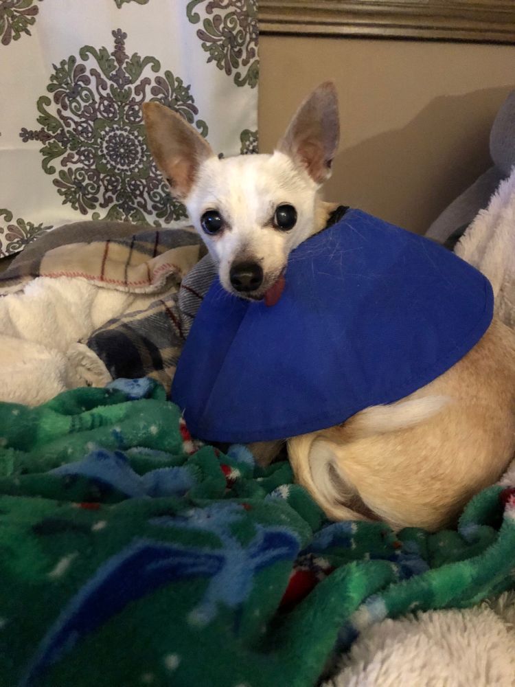 Luke chihuahua Italian greyhound Iggy rescue senior dog surgery cone