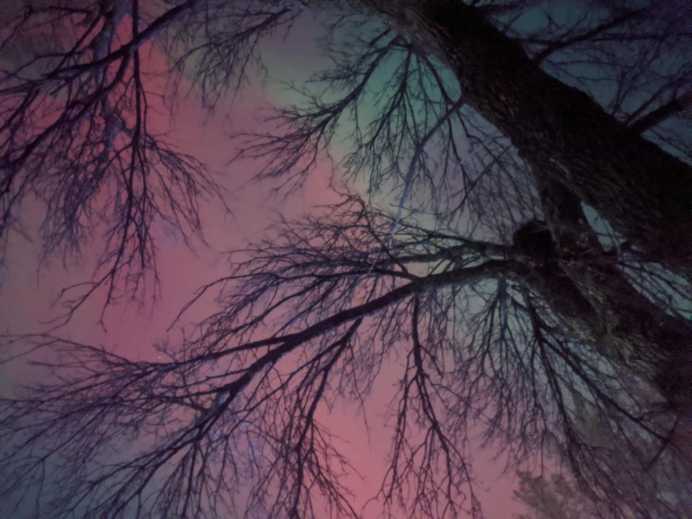 Aurora tree photo 