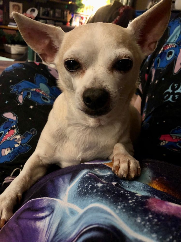 Pedro chihuahua rescue dog nail trim