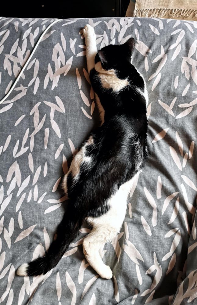 White and black cat Stanley stretches his left foreleg and right hind leg out while sleeping in 10am November sunshine.