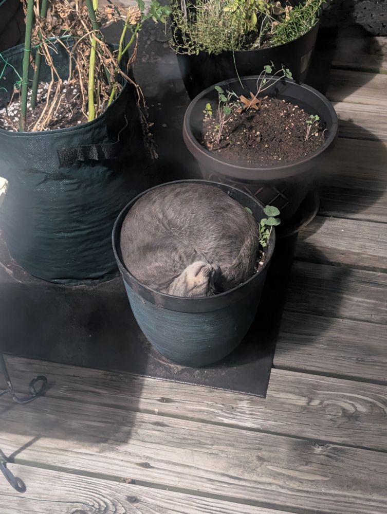 Cat sleeping in a flower pot.