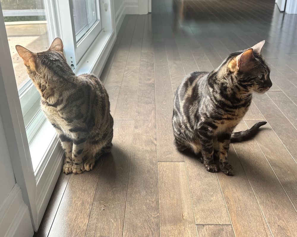 Bengals - back to back - cats