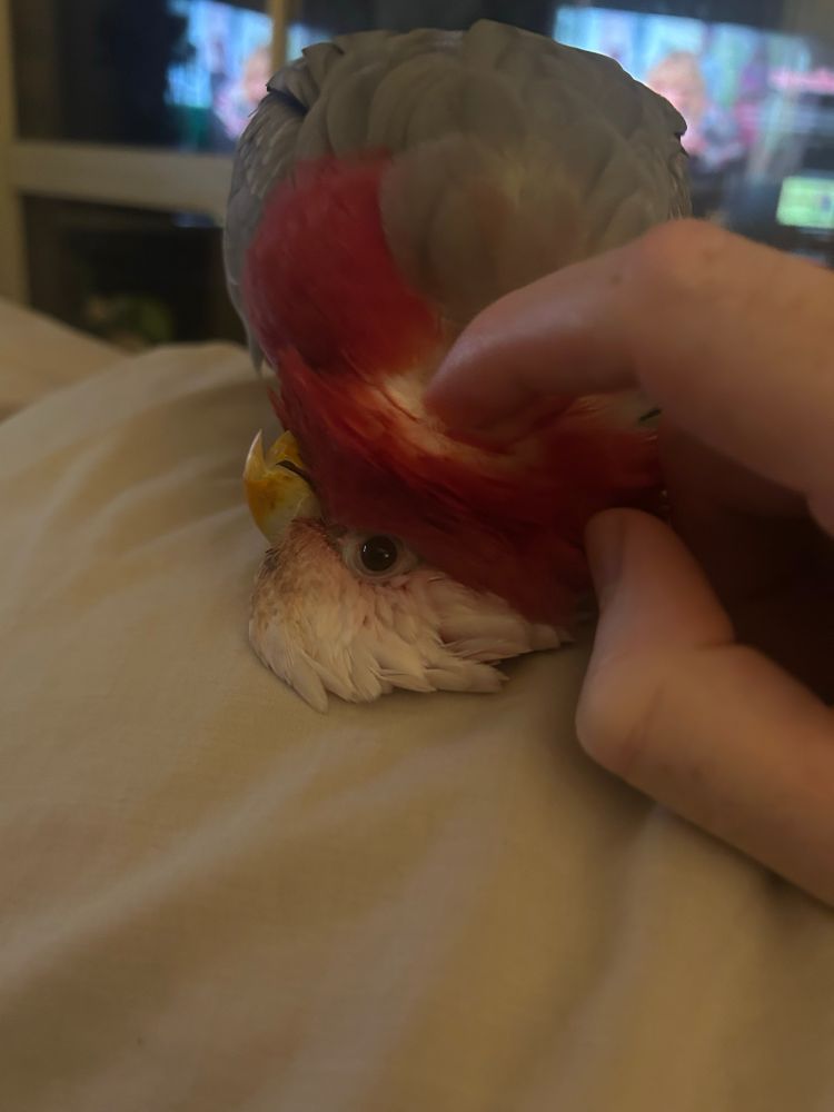 Our old lady rescue Galah Rosie enjoying a scratch on the jaw. 