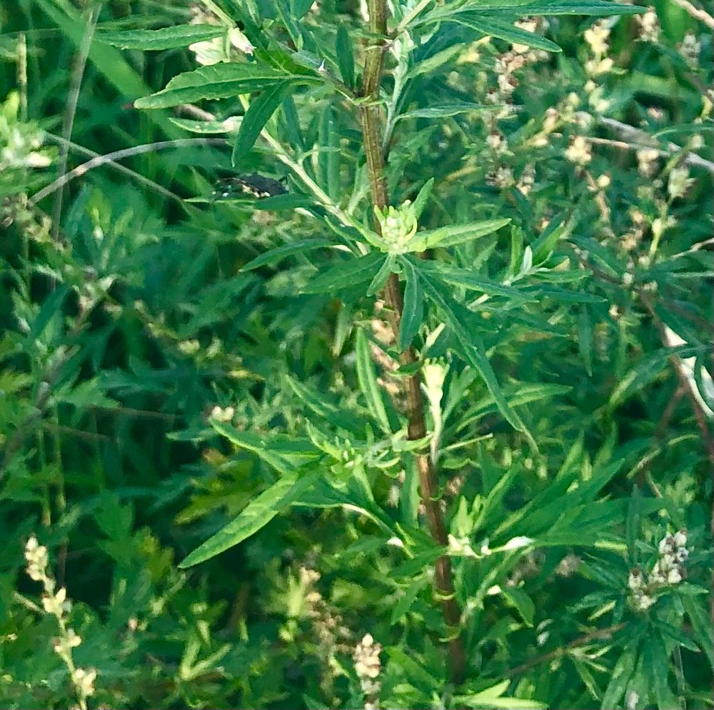Photo of mugwort plant