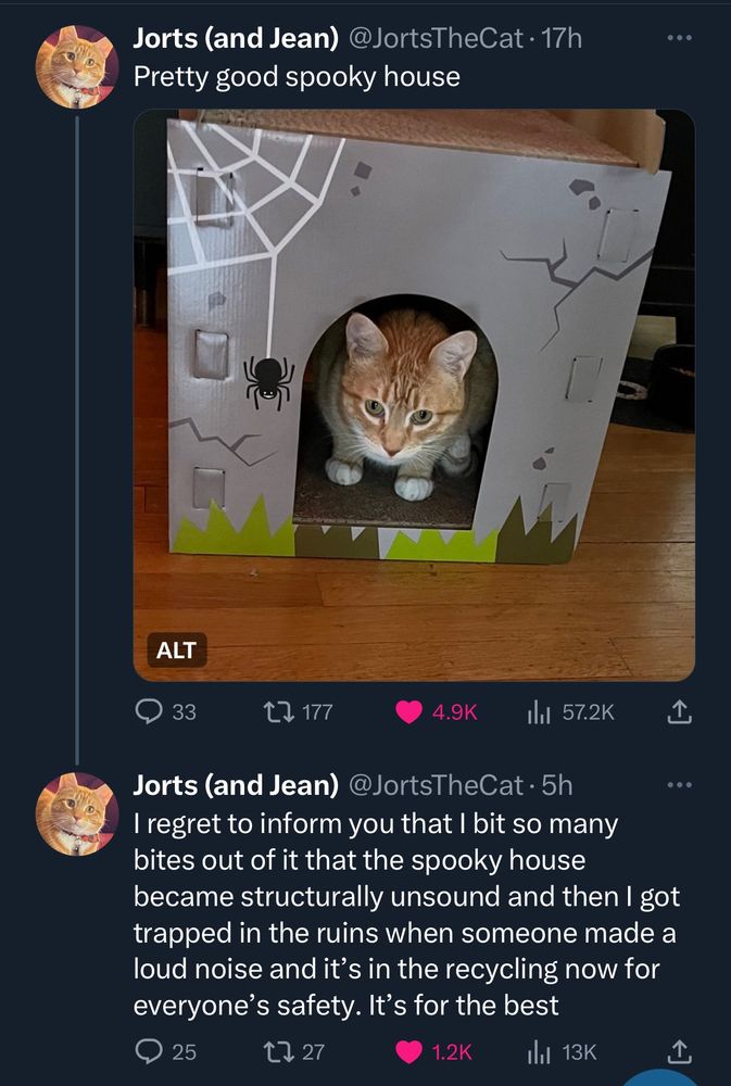 Jorts is in a Halloween themed cardboard scratch house. “I regret to inform you that I bit so many bites out of it that the spooky house became structurally unsound and then I got trapped in the ruins when someone made a loud noise and it’s in the recycling now for everyone’s safety. It’s for the best”