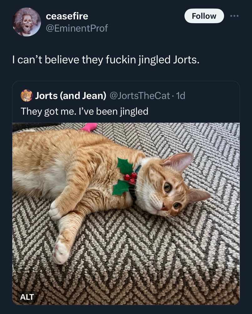 an orange cat is wearing a festive collar with holly leaves and jingle bell berries. he is staring into the distance looking resigned