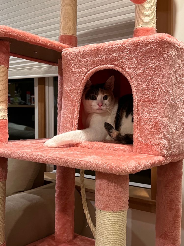 The calico is back in the cubby hole, once again looking at the viewer. One singular paw extends out of the cubby