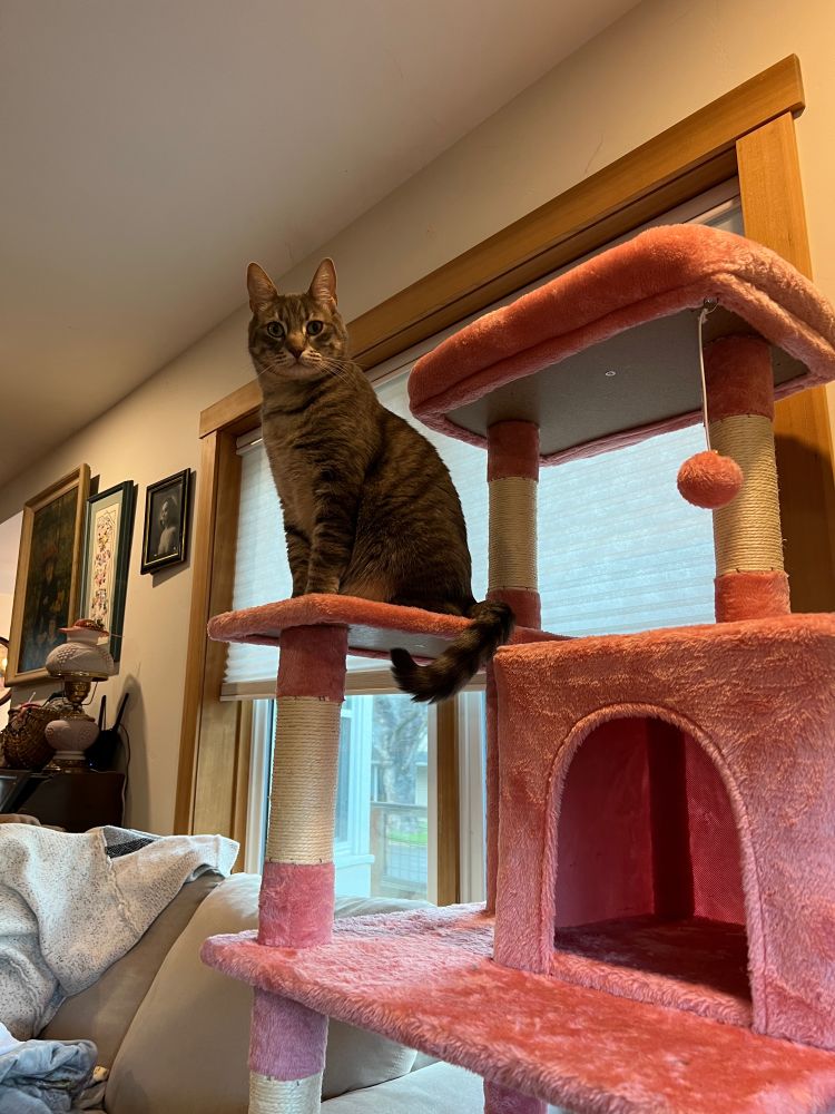 A slightly closer look at the cat tree, a grey tabby sits on a high platform, looking down at the viewer.