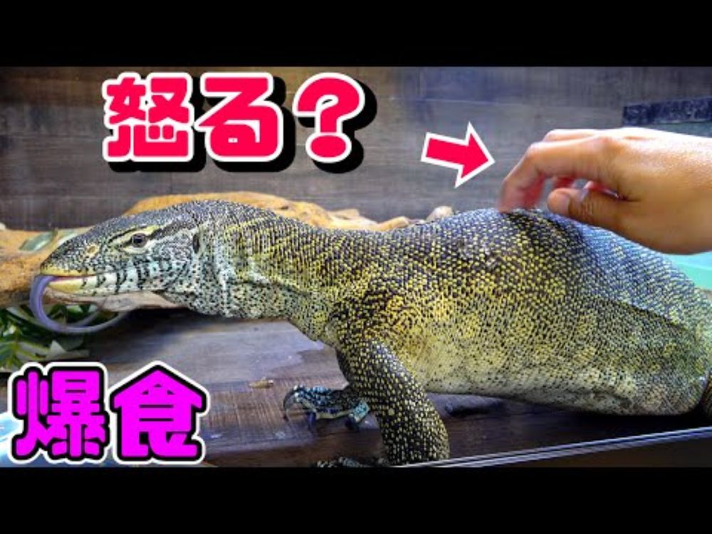大量の卵を食べまくったオオトカゲに触ると…