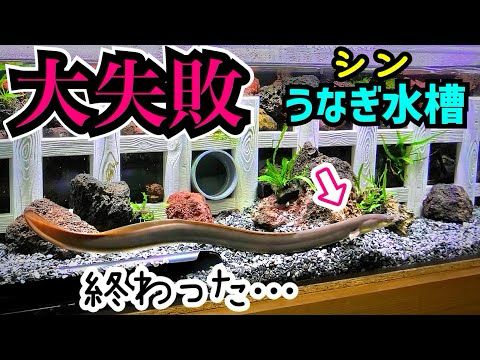 大苦戦！ウナギを新水槽へ引越しするが…【シンうなぎ水槽その５】