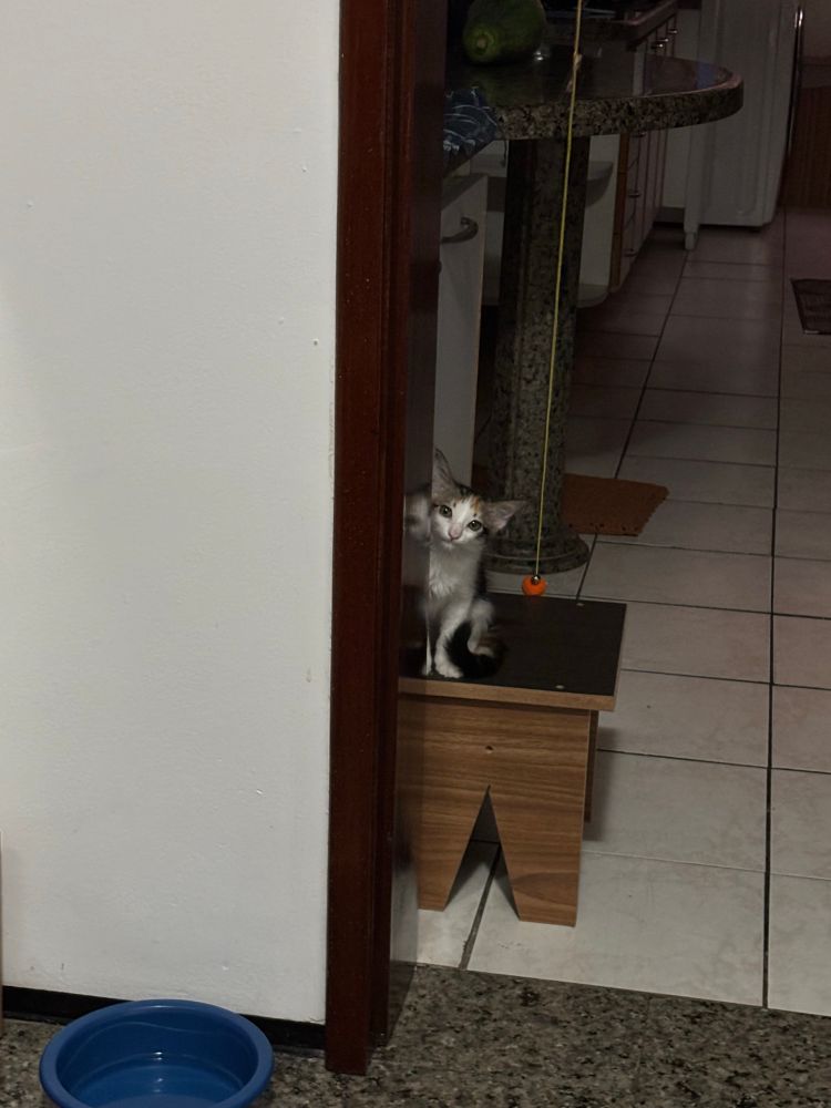 Foto de gatinha filhote tricolor em cima de banquinho baixo de madeira olhando pra câmera. Ela está encostada no batente de uma porta, como se espiasse quem está depois dela.