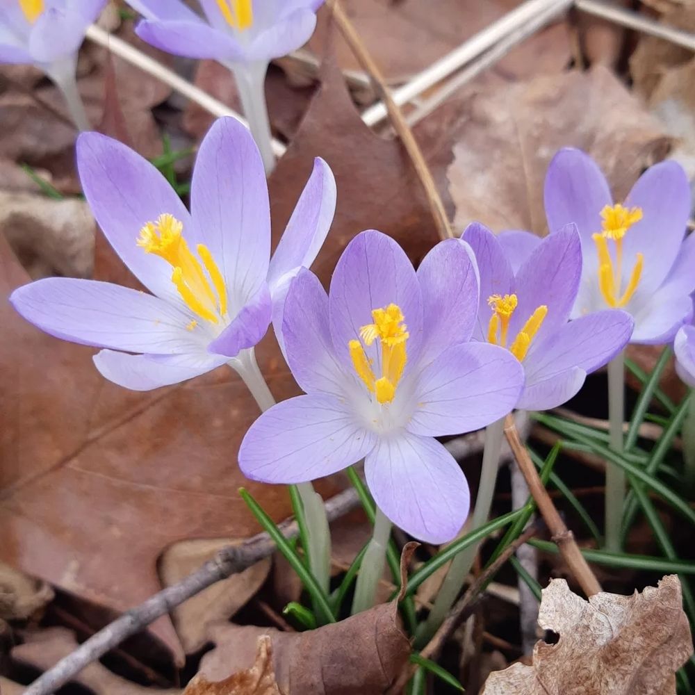 Close up of mauve crocuses in woodland garden