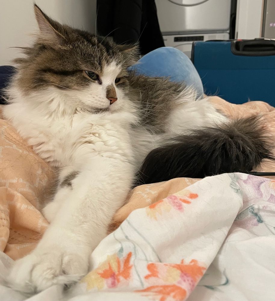 A fluffy brown and white cat lounges on his human’s bed. 